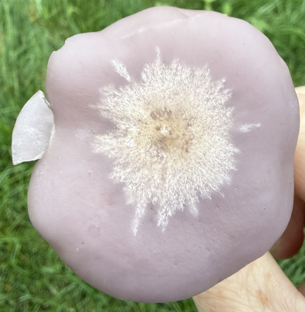 Blewit · September 2026 · photo: Photo: (c) Brian Mork, some rights reserved (CC BY) · iNaturalist