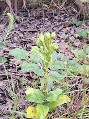 Bonatea speciosa, photograph (c) Andreas De Beer, some rights reserved (CC BY)