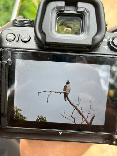 Mountain Hawk-Eagle