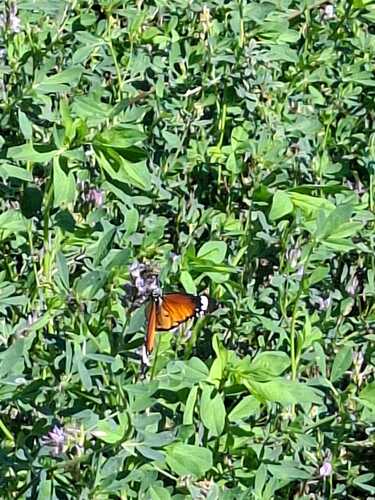Plain Tiger Butterfly