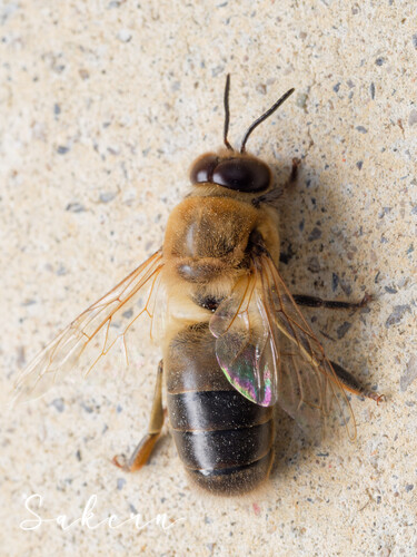 Western Honey Bee