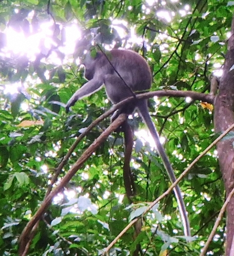 Long-tailed Macaque