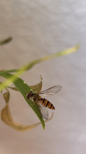 Marmalade Hover Fly