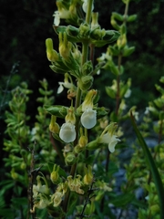 Teucrium flavum