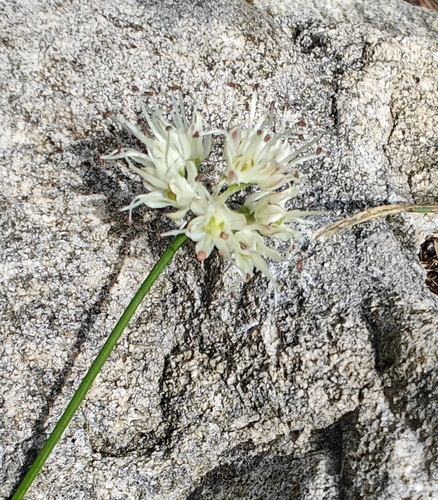 Allium ochroleucum