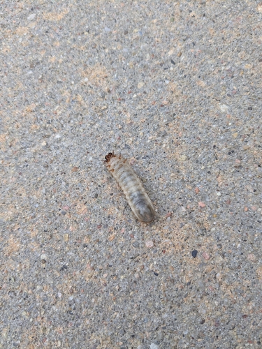 Common Green June Beetle