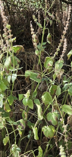 Stachys sylvatica, photograph 6