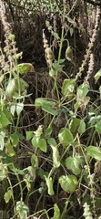Stachys sylvatica, photograph author not stated, no rights reserved