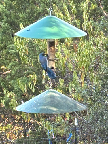 Woodhouse's Scrub-Jay