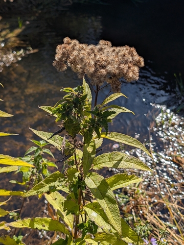 spotted Joe-Pye weed