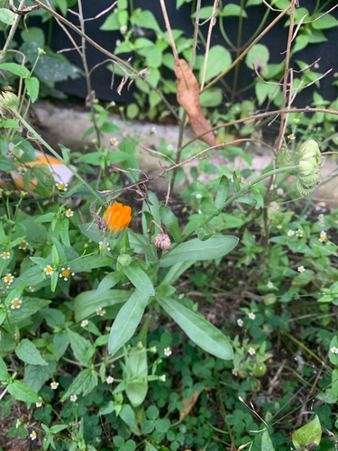 pot marigold