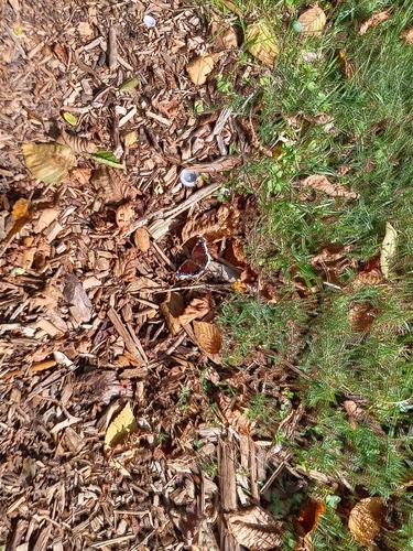 Mourning Cloak