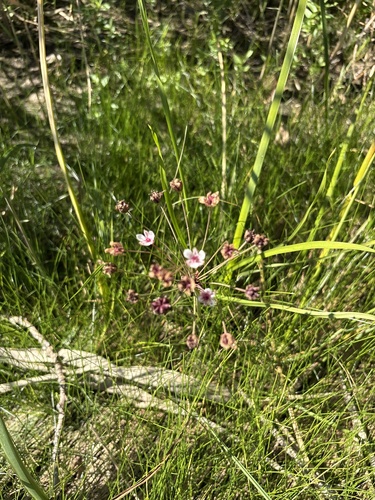 Flowering-rush