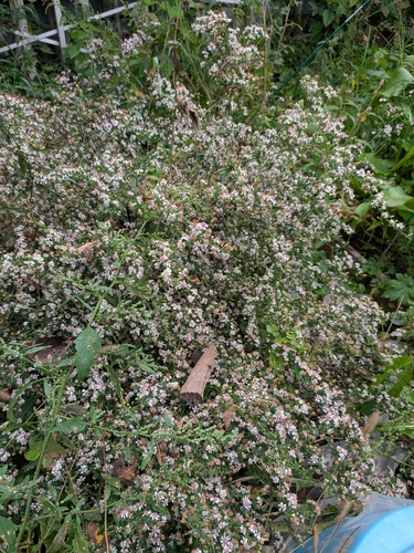 calico aster