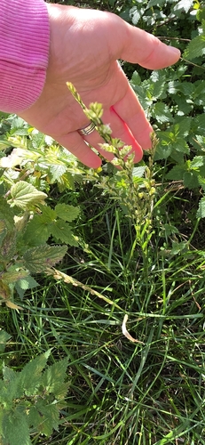 Lolium perenne