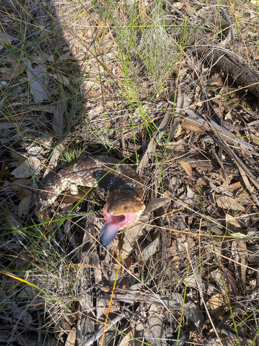 Southwestern Shingleback