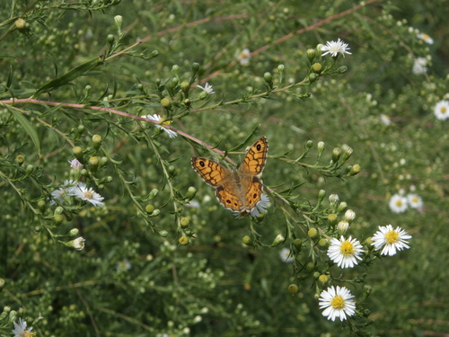 Wall Brown