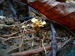Tremellodendropsidaceae