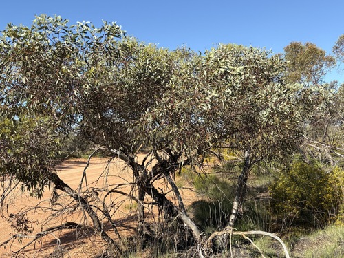 Eucalyptus dumosa, 2026-09-20