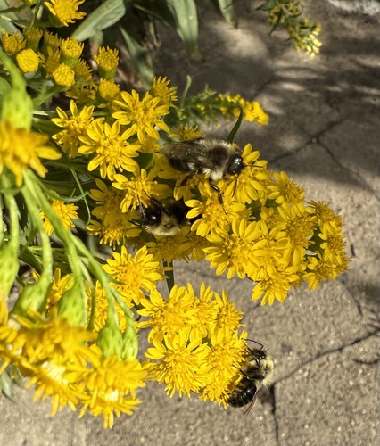 Common Eastern Bumble Bee