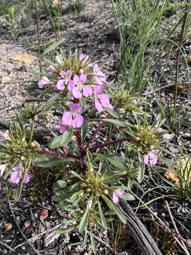 Levenhookia pulcherrima observed 2026-09-20
