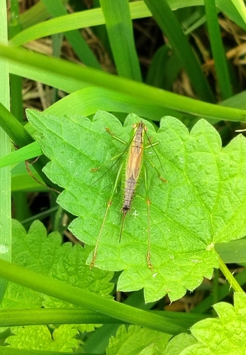 Short-winged Conehead