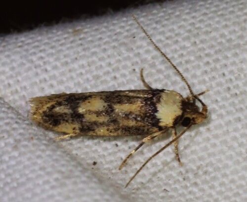 Sphyrelata nefanda