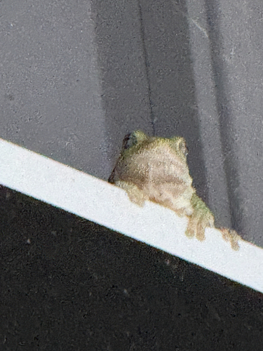 Gray Treefrog