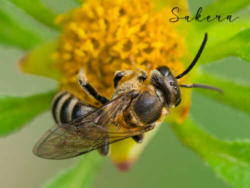 Lasioglossum subopacum