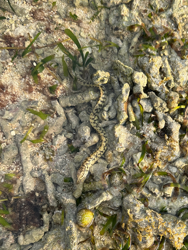 Gymnothorax richardsonii observed 2026-09-24