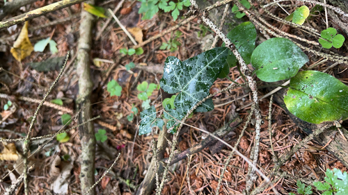 common ivy