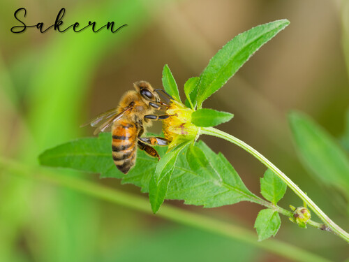 Western Honey Bee
