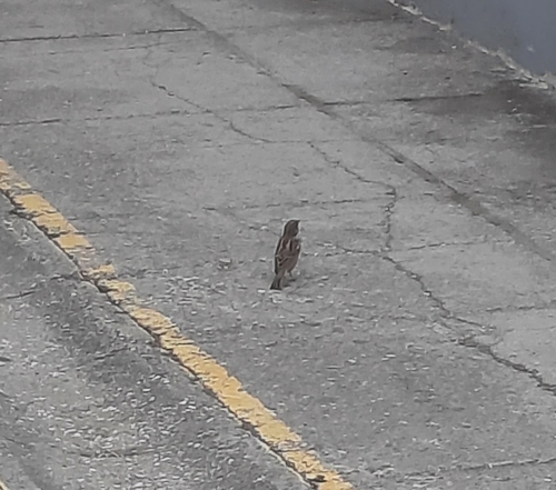 House Sparrow