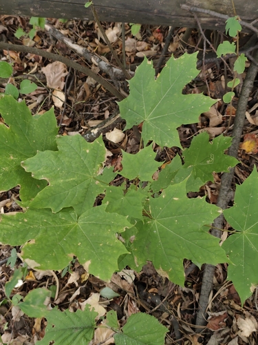 Norway maple