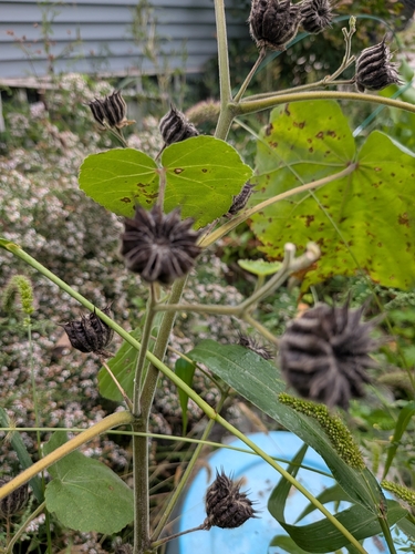 velvetleaf