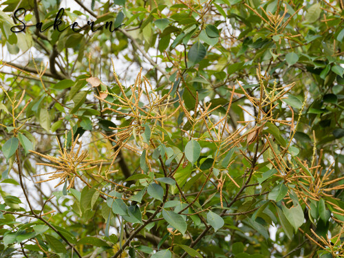 Japanese blue oak