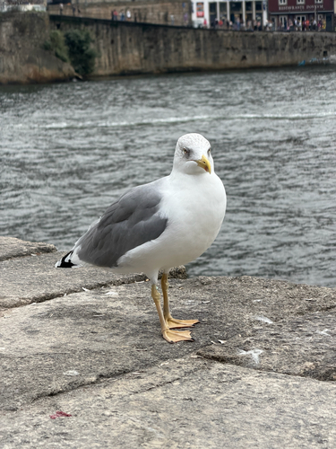 Yellow-legged Gull