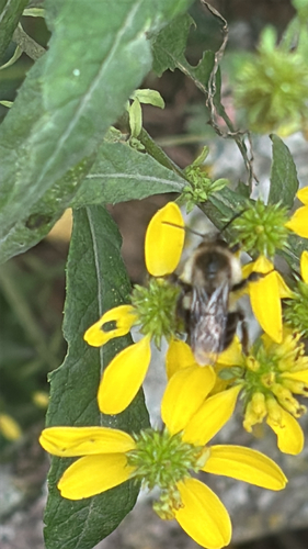 Common Eastern Bumble Bee