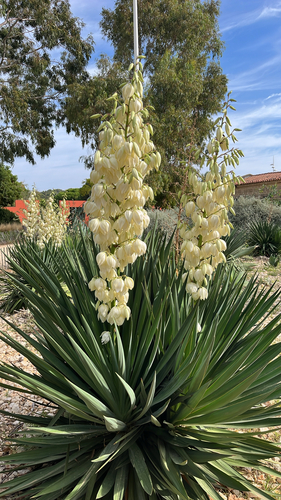 moundlily yucca