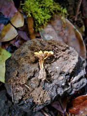Tremellodendropsidaceae