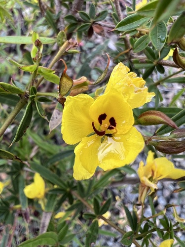 Tall Labichea