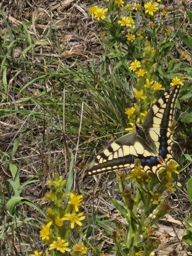 Old World Swallowtail