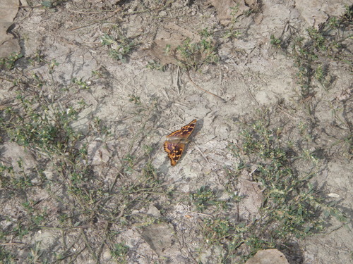 Lesser Purple Emperor