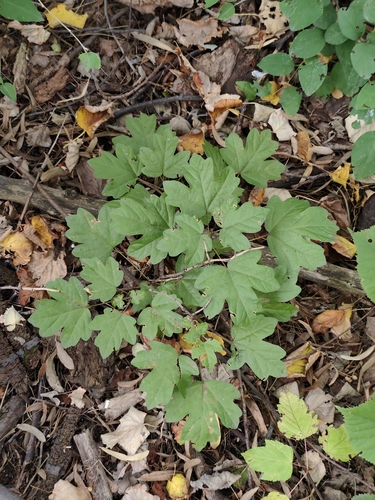 field maple