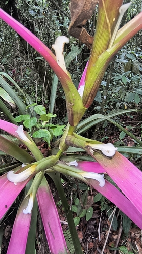 Guzmania wittmackii