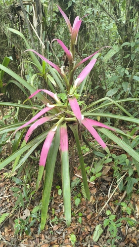 Guzmania wittmackii, photograph 2