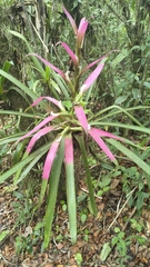 Guzmania wittmackii, photograph (c) Daniel Nicholson, some rights reserved (CC BY)