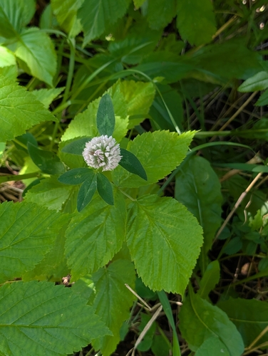 Red Clover