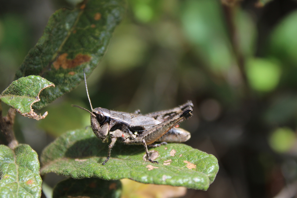 Boopedon rufipes
