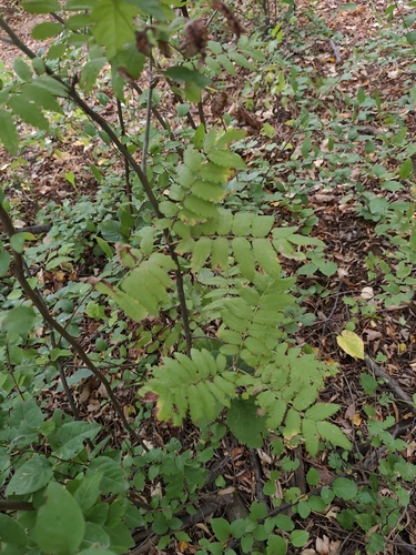 European mountain ash